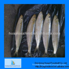 High quality fresh frozen sardine